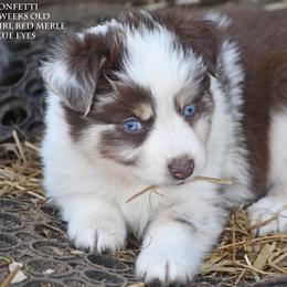 Confetti - Red merle female Miniature Australian Shepherd puppy in Patterson, North Carolina from DreamLine Aussies
