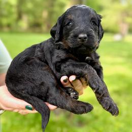 Affogato - Phantom female Bernedoodle puppy in Midland, Michigan from Northern Charm Farm