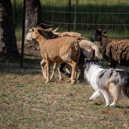 Shetland Sheepdog All Grown Up from Promise Shelties
