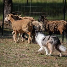 Shetland Sheepdog All Grown Up from Promise Shelties