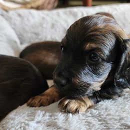 Dachshunds from Hot Dog Stand