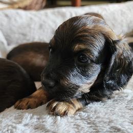 Dachshunds from Hot Dog Stand
