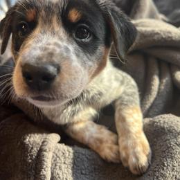 Australian Cattle Dogs from Three Finger Farms