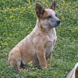Havoc - Reduced until May 23rd - Red speckled male Australian Cattle Dog puppy in Oronogo, Missouri from Dutton's Show Me Farms