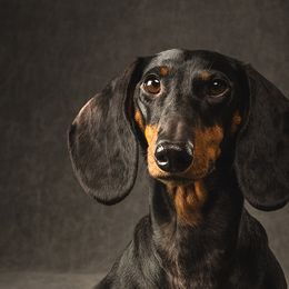 Cavalier King Charles Spaniels and Dachshunds from Mtn to Sea