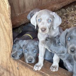 Girl 1 - Blue female Weimaraner puppy in Pelzer, South Carolina from Weimaraners of South Carolina