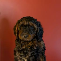 Macaroon (Green collar) - Black female Goldendoodle puppy in Seattle, Washington from Dream Lake Doodles