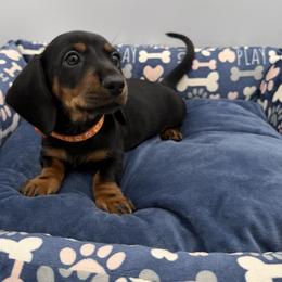 Dachshund Puppies from K9 Royal Club