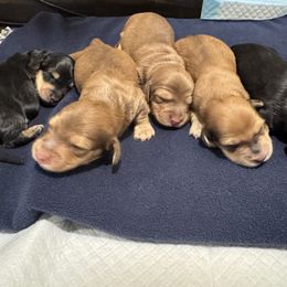Dachshund and Pembroke Welsh Corgi Puppies from Three K Miniature Dachshunds