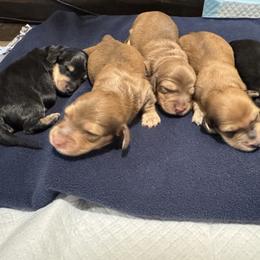 Dachshund and Pembroke Welsh Corgi Puppies from Three K Miniature Dachshunds