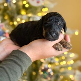 Boq - Phantom male Poodle puppy in Bellville, Ohio from Cedar Ridge Standard Poodles