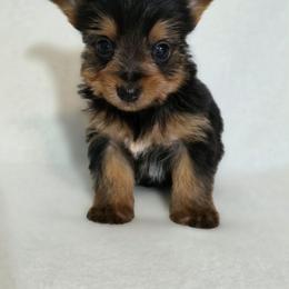 Pepper's Boy 1 - Black and tan male Yorkshire Terrier puppy in Aiken, South Carolina from Sio's Yorkies