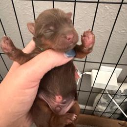 Choc 3 - Chocolate and tan male Yorkshire Terrier puppy in Sterling, Colorado from Yorkies