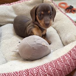 Candy - Chocolate female Dachshund puppy in Fort Worth, Texas from Louis' Litters