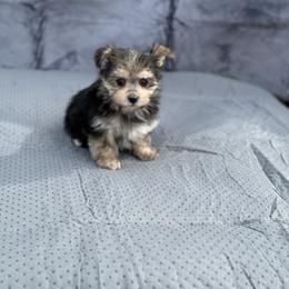 Lexi - Black & tan tri-color female Morkie puppy in Oakland, Kentucky from Imperial Dogs