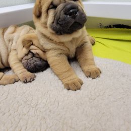 Chinese Shar-Pei Puppies from Shine Shar-Pei