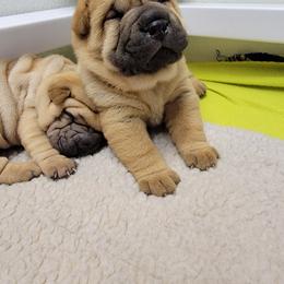 Chinese Shar-Pei Puppies from Shine Shar-Pei