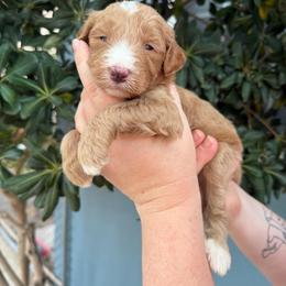 Daphne - Parti female Goldendoodle puppy in Barstow, California from Golden Desert Doodles