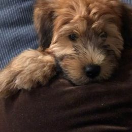 Soft Coated Wheaten Terrier Puppies from Wagging Wheatens
