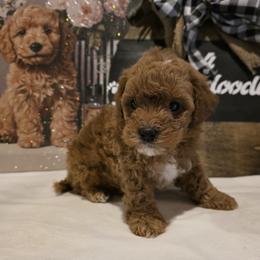 Bernedoodle, Goldendoodle, and Poodle Puppies from 4goldendoodles