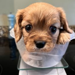 Mocha AKC OFA - Ruby female Cavalier King Charles Spaniel puppy in Garland, Kansas from 3W Ranch