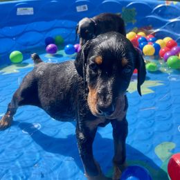Ellis - Black and rust female Doberman Pinscher puppy in Blanchester, Ohio from Battle Creek Dobermans