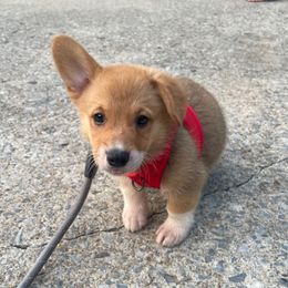 Durant - Sable male Pembroke Welsh Corgi puppy in Apison, Tennessee from Ashmore Corgis