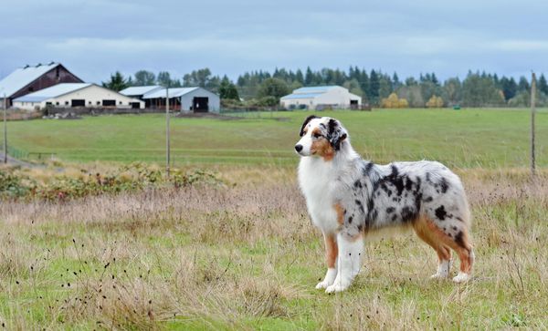 blue merle Australian Shepherd 