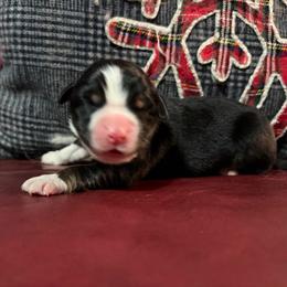 Gerda - Black tri-color female Australian Shepherd puppy in Terryville, Connecticut from Spirited Aussies