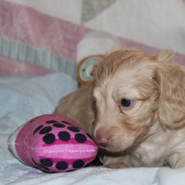 Baby Girl - Cream female Dachshund puppy in Staley, North Carolina from Langley Farms Dachshunds