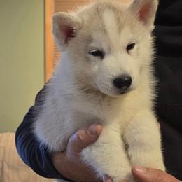 Male 3 - Gray and white male Siberian Husky puppy in Wheelock, Vermont from Powdermist Siberians, LLC.