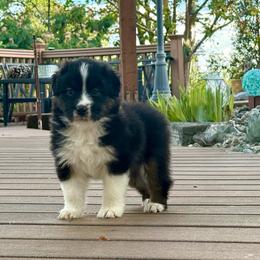 Biscotti Boy 5 - Black tri-color male Australian Shepherd puppy in Walnut Creek, California from Sweet Magnolia Aussies