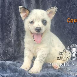 Comet - Blue male Australian Cattle Dog puppy in Silsbee, Texas from Rockin ND Ranch