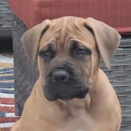 Blue - Brown male Boerboel puppy in Naples, New York from Freedom Boerboels LLC