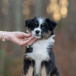 Girl 5 - Black tri-color female Australian Shepherd puppy in Newtown, Connecticut from Stepping Stone Kennel
