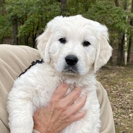 Golden Retriever Puppies from Alabaster Goldens
