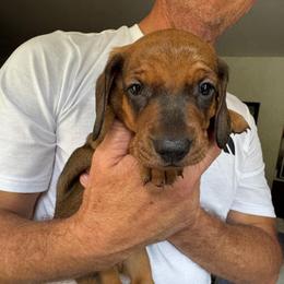 Bella - Red female Dachshund puppy in Fort Wayne, Indiana from Hot Dog Haven