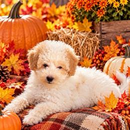 Valor - Parti male Goldendoodle puppy in Cherry Tree, Pennsylvania from Plum Creek Acres Next Generation