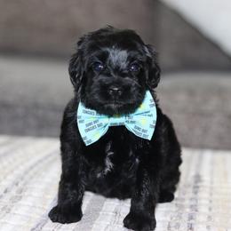 Expo - Black male Australian Labradoodle puppy in Calhoun, Louisiana from Arrowhead Australian Labradoodles