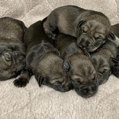 Miniature Schnauzer and Standard Schnauzer Puppies from Shazzam of Oz