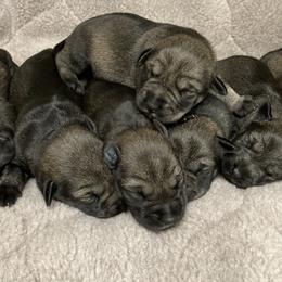 Miniature Schnauzer and Standard Schnauzer Puppies from Shazzam of Oz