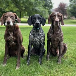 German Shorthaired Pointers from Kanonier Shorthairs
