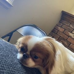 Jax - Japanese Chin