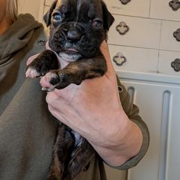 Enzo - Brindle male Boxer puppy in Wellington, Ohio from Brinkhaven Boxers