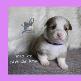 Purple collar - Sable female Pembroke Welsh Corgi puppy in Wayne City, Illinois from Lash Livestock & Corgis