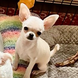 Robbie - Chihuahua puppy from Tsunami Cockers & Chihuahuas