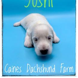 Yoshi - Cream male Dachshund puppy in Cincinnati, Ohio from Caines Dachshund Farm
