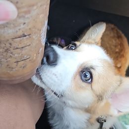 Pembroke Welsh Corgi Puppies from California Corgi Butts