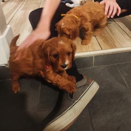 Cavapoo and Poodle Puppies from Salt Creek Doodles