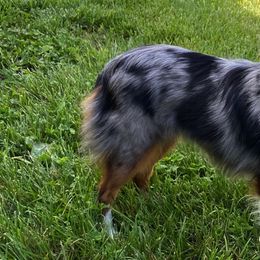 Aussiedoodles, Cockapoos, Goldendoodles, Poodles, and Toy Australian Shepherds from CW Aussiedoodles